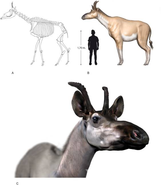 $!Descubren en Madrid los restos de una nueva especie de jirafa gigante