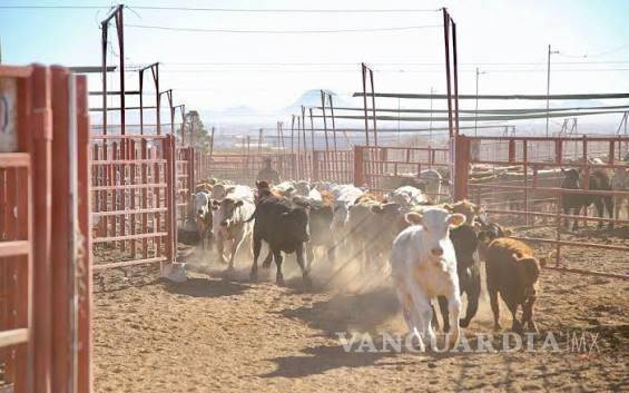 $!Más de 120 mil cabezas de ganado han dejado de exportar los ganaderos coahuilenses a causa de las restricciones de EU.