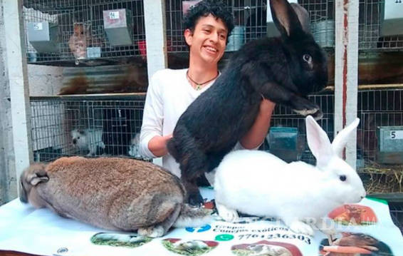 $!Estudiante de Puebla cría a los conejos más grandes del mundo