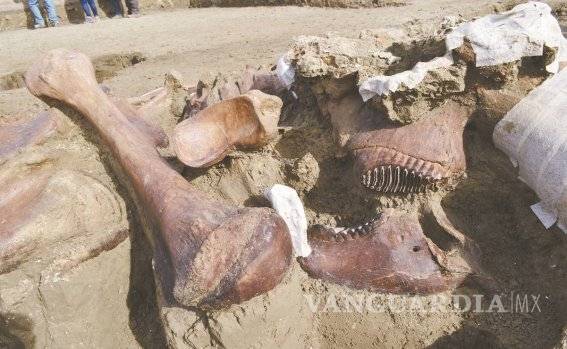 $!Continúa el descubrimiento: prevén hallar 25 mil huesos de mamut en Santa Lucía
