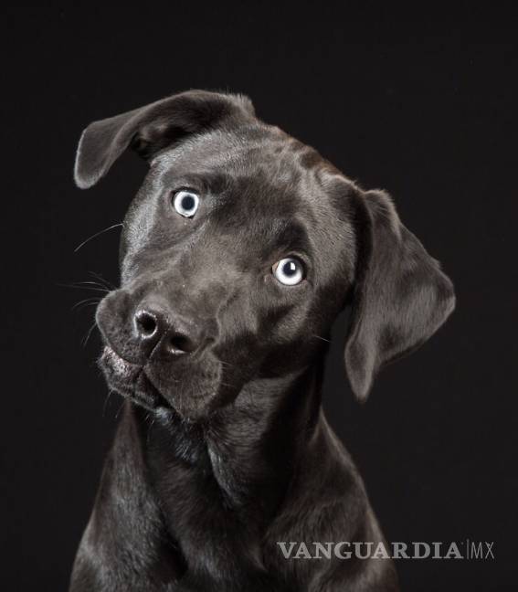 ¿Por qué la gente en Saltillo prefiere no adoptar perros negros?