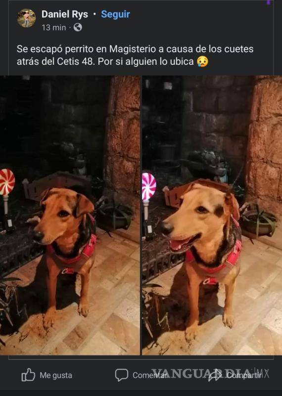 $!Publicación de búsqueda por mascota perdida.