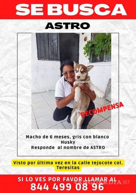 $!Publicación de búsqueda por mascota perdida.