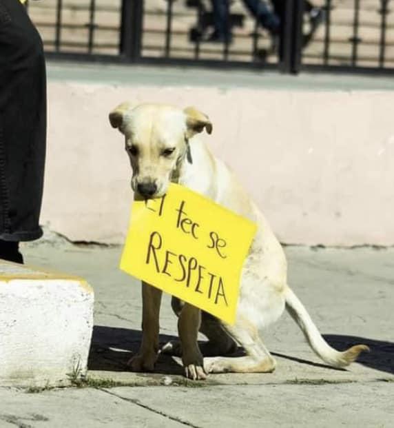 $!Protesta se viralizó al sostener con su hocico el cartel con la frase “El Tec se respeta”.