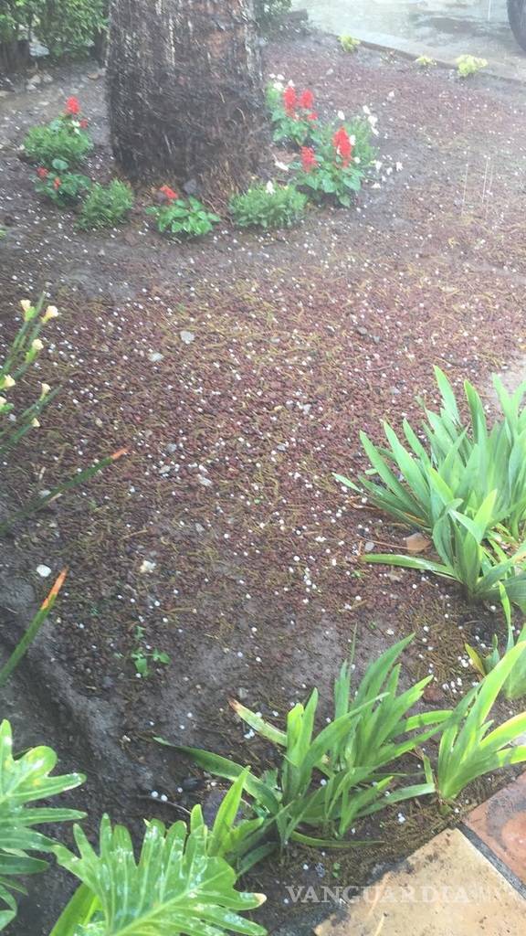 $!Sorprende a saltillenses granizada al norte de la ciudad