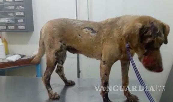 Perrita arriesga su vida para salvar a sus cachorros