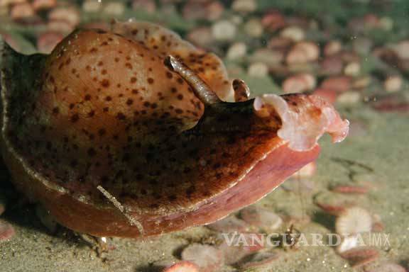 $!Científicos aprenden sistema para “borrar” ciertos recuerdos