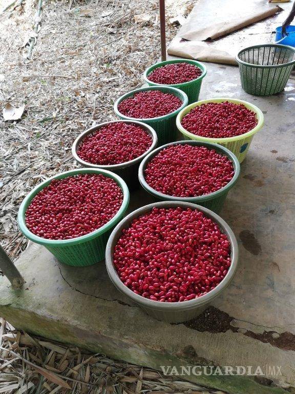 $!Las bayas africanas recolectadas. EFE/Baïa Food