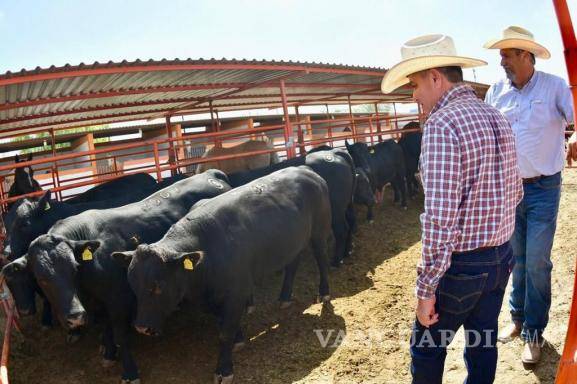 $!Consigue Coahuila reclasificación para exportación de ganado: MARS