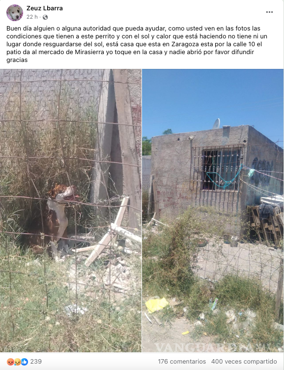 $!Usuarios de redes sociales compartieron la publicación para concientizar sobre el maltrato animal y la necesidad de proteger a las mascotas en temporadas de calor en Saltillo.