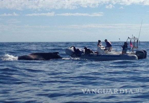 $!Hallan siete ballenas grises muertas en Baja California Sur