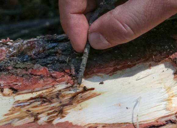 Autoridades advierten por creciente plaga en bosques de Hidalgo