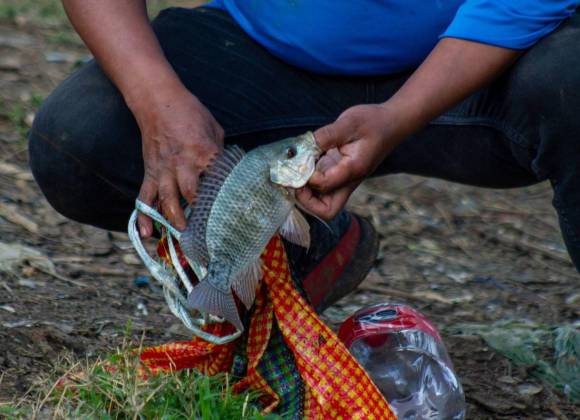 Expertos detectan contaminantes y acumulación de lirios acuáticos en presas de Puebla