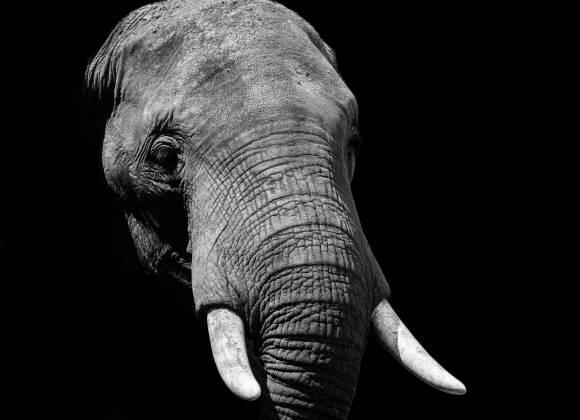 Un elefante se columpiaba...