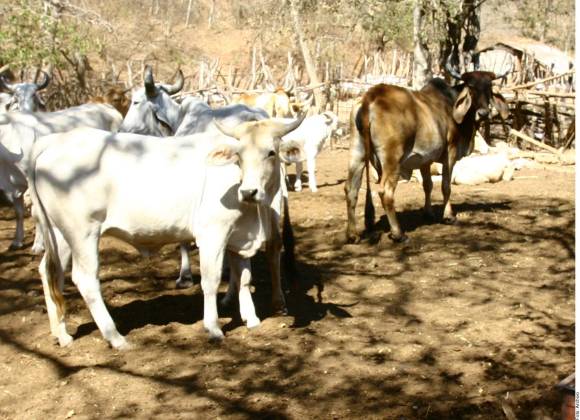 Acusan en EU que México frena lucha contra plaga del gusano barrenador