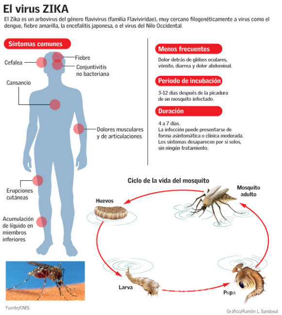 $!Virus del zika: Cómo se contagia, se manifiesta y se evita