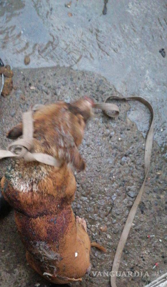 $!El perro sufrió quemaduras en la cabeza y lomo.