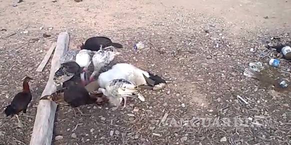 $!Pistoleros asolan pequeño pueblo y siembran el terror