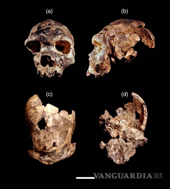$!Muestras del cráneo del Homo bodoensis. Evolutionary Anthropology Issues News and Reviews/Jeffrey H. Schwartz