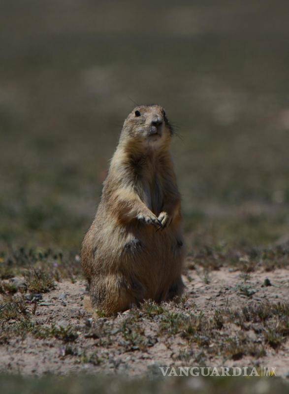 $!El proyecto de conservación cuenta con la colaboración del Museo del Desierto, laboratorios especializados y organizaciones civiles del norte del país.