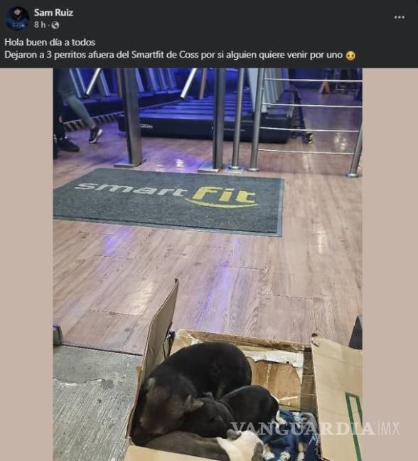 $!Los perritos fueron dejados en una cajita afuera del Smart Fit Coss.