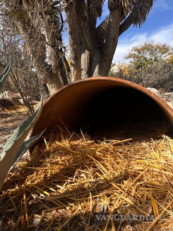 $!Reptiles y plantas reciben cuidados específicos mientras que recomiendan resguardar a mascotas y evitar exponerlas al frío.