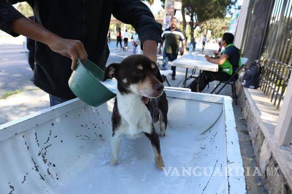 $!El afecto hacia las mascotas convive con prácticas crueles que evidencian los límites de nuestra empatía.