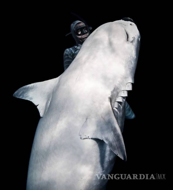 $!Hombre logra calmar a tiburón gigante con tan solo un toque de su mano (VIDEO)