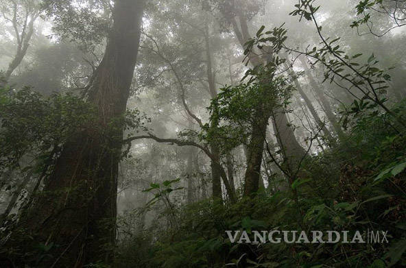 $!Cultivo de café ayuda a la preservación de los bosques de niebla en Veracruz