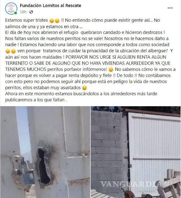 Saltillo: ¿has visto estos perritos? Asaltan a Fundación Lomitos al Rescate y varios se perdieron