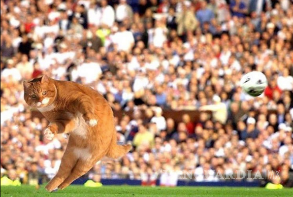 $!'Catinho'; el gato futbolista que inundó las redes sociales (fotos)