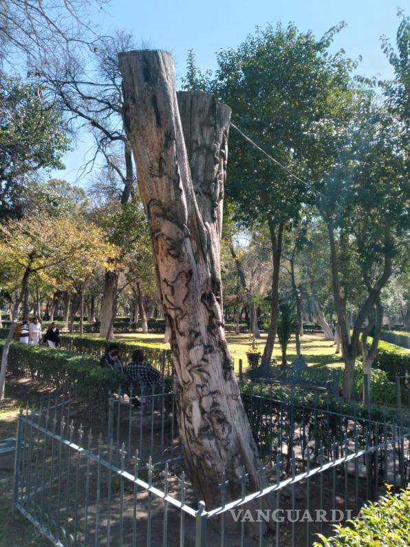 $!Benjamín Martínez, creador de obras que combinan arte y naturaleza en la ciudad.