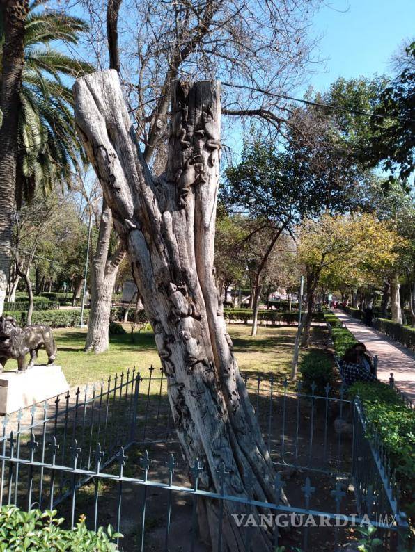 $!Tronco antiguo utilizado para la creación de las esculturas sobrevivientes.