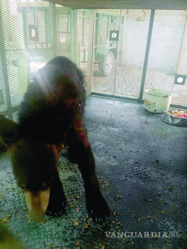 $!A este animal le gustaba entrar a las cabañas en Arteaga, comía basura, mataba chivas y fue hallado en al menos cinco ocasiones en hogares humanos de Saltillo.