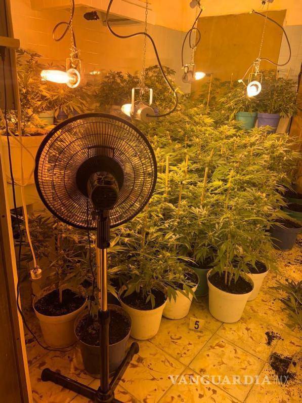 $!Durante las acciones se decomisaron 360 plantas del mencionado enervante, informó la Fiscalía General de la República (FGR)