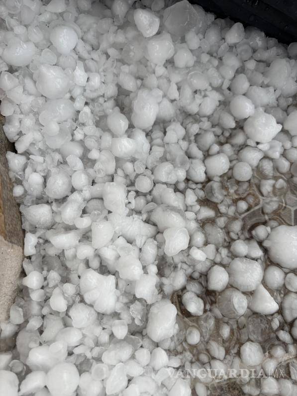 $!La inesperada granizada cubrió jardines y patios del norte de Saltillo con bolas de hielo del tamaño de una nuez, sorprendiendo a vecinos y conductores.