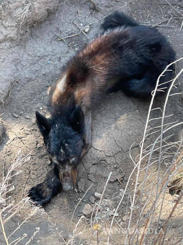$!Con 30 kilos de peso más, “Lucy” fue puesta en libertad en la Sierra de Arteaga.