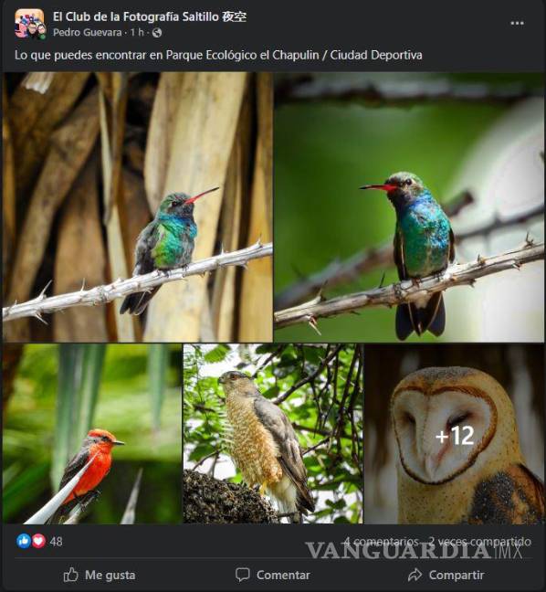 $!Pareja de fotógrafos comparte imágenes de aves que habitan en Saltillo.