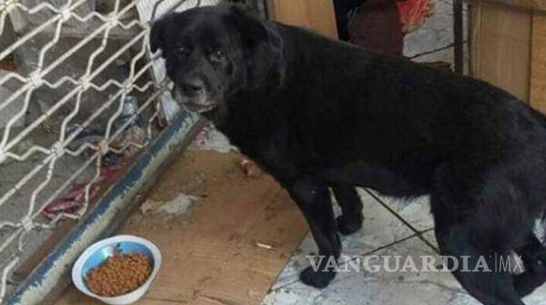 $!En Chile una mujer apaleó a perro callejero hasta matarlo, hay protestas e indignación