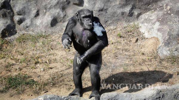 $!La chimpancé norcoreana que fuma un paquete de cigarrillos por día