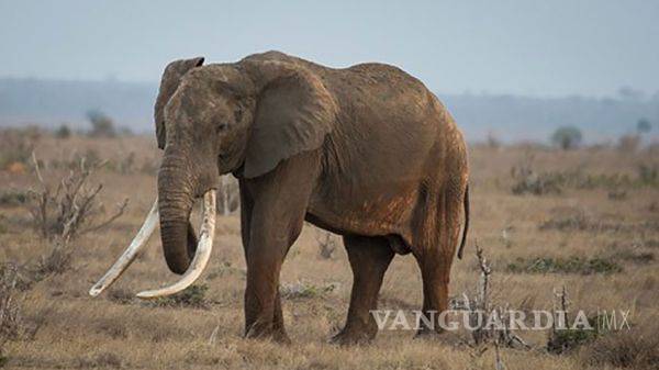 $!Asesinaron a uno de los elefantes más antiguos y emblemáticos del mundo
