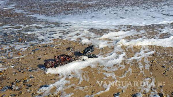$!Hombre asegura que encontró una sirena muerta en la playa, ¿cierto o no? (video)
