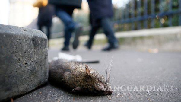 $!Cierran plazas de París por plaga de ratas