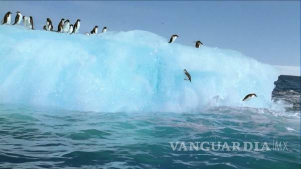 $!El cambio climático amenaza a pingüinos de la Antártida, advierten especialistas