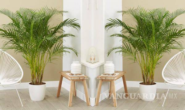 $!La palmera areca también es conocida como palmera amarilla o de bambú.