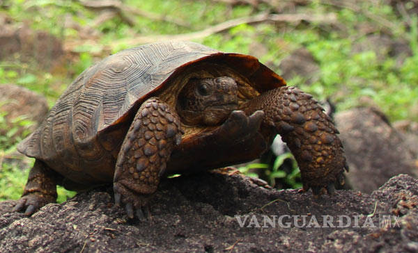 $!Descubren nueva especie de tortugas en desierto de Sonora y Sinaloa