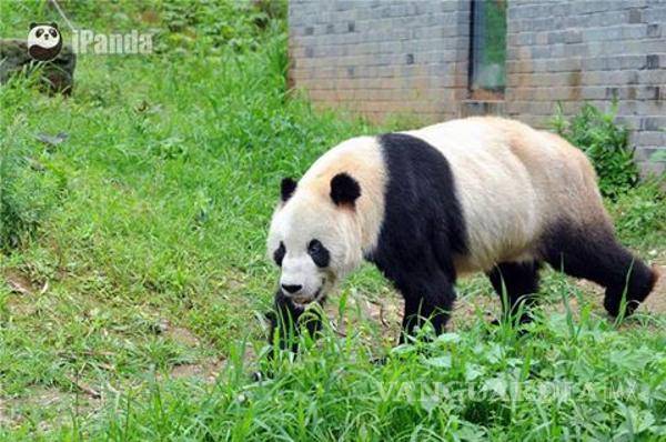 $!Murió Pan Pan, el oso panda más viejo del mundo