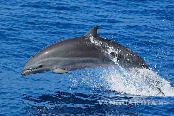 Fentanilo presente en los delfines del Golfo de México