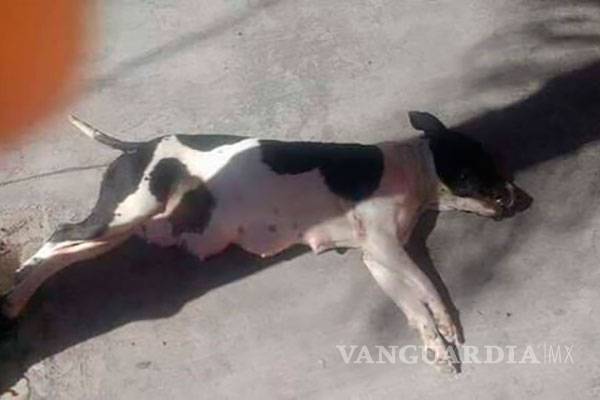 $!Ex policía mató a perrita a balazos en la CDMX
