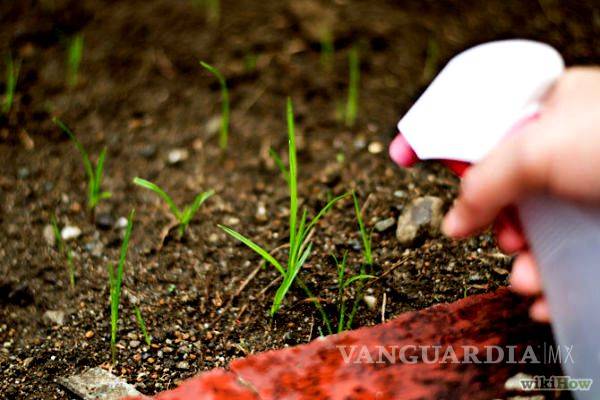 $!Regar, abonar, podar... ¡Cuida tu jardín en Verano!